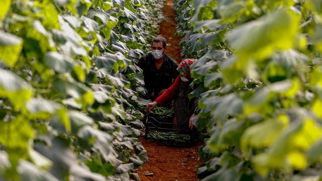 Aracılar ortadan kalktı, üreticinin yüzü Dijital Tarım Pazarı ile güldü