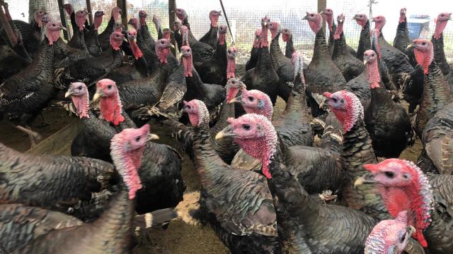 Hindi satışlarında düşüş