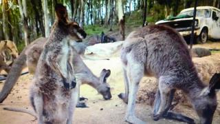 Kangurular iletişim kurabiliyor