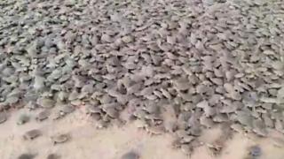 Brezilya'da binlerce kaplumbağa yumurtalarından çıktı