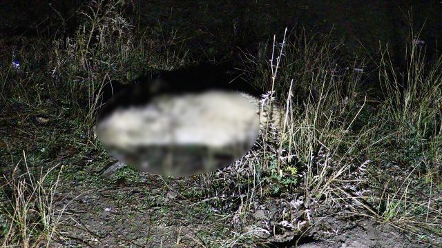 Ankarada boş arazide 6 köpek ölüsü bulundu