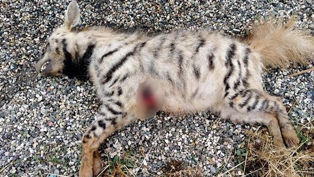 Çizgili Anadolu sırtlanı silahla vurularak öldürüldü