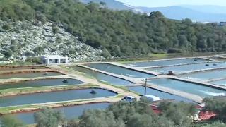 Tarladan pamuk değil, levrek hasat ediyorlar