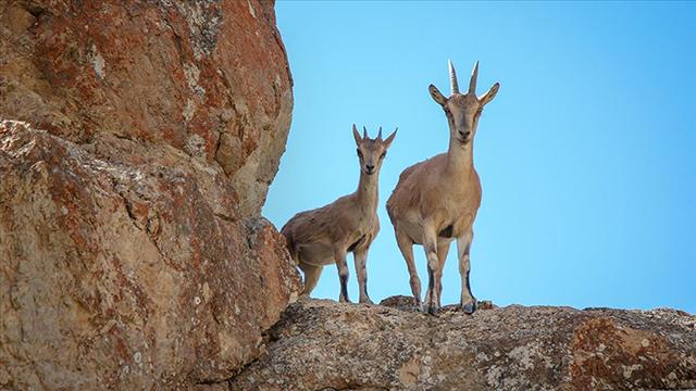 Yaban keçisi avlayan 3 kişiye 83 bin lira ceza