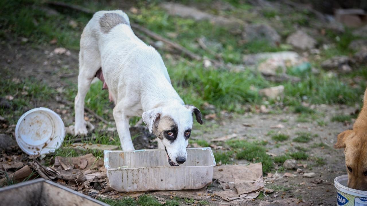 "Onlar için yaşam gerçekten zor"