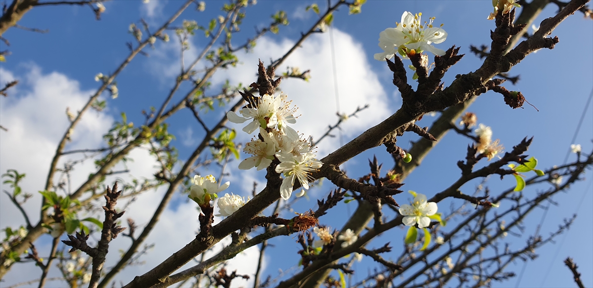 Hava sıcaklıklarının mevsim normallerinin üzerinde seyrettiği ilçenin Eşrefzade Mahallesi`nde bir bahçedeki ağaçların çiçek açtığı görüldü.