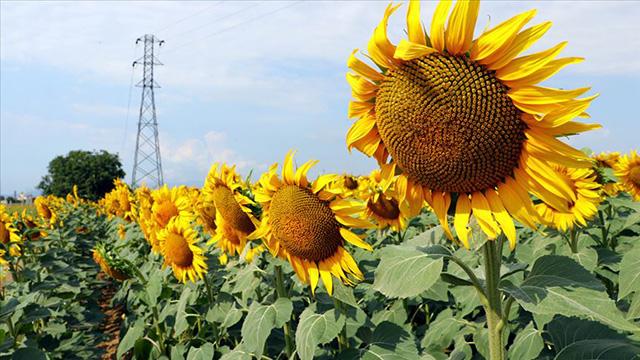 Trakyadaki kuraklık ayçiçeği verimini düşürdü