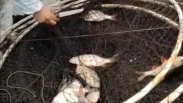 Terkos Gölünde denetim: 2 ton balığa el kondu