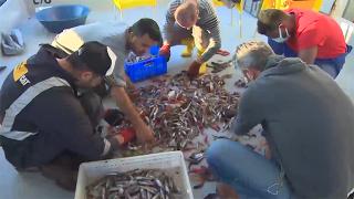 Akdeniz'deki balık popülasyonunda büyük azalış