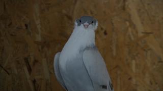 Kısıtlamayı güvercinleriyle geçirdiler