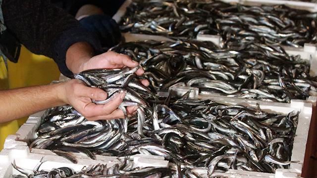 Tezgahlarda hamsi bereketi: Kilosu 10 liraya düştü