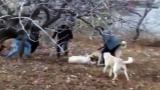 Gaziantep'te köpek dövüştüren 4 kişiye 32 bin lira ceza