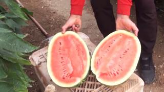 Seraya karpuz çekirdeklerini serpen üreticiye kış sürprizi