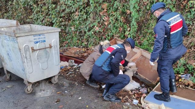 Çöpün yanına bırakılan köpek yavrularına jandarma sahip çıktı