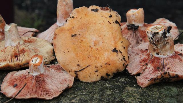 Balıkesirdeki melki mantarı sofraları süslüyor
