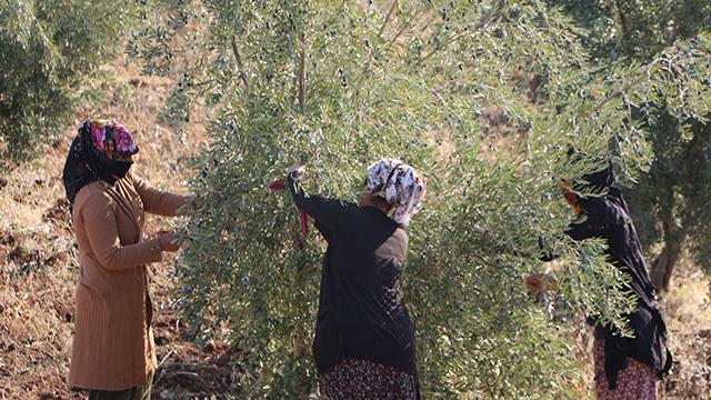 Şırnakta zeytin hasadı heyecanı