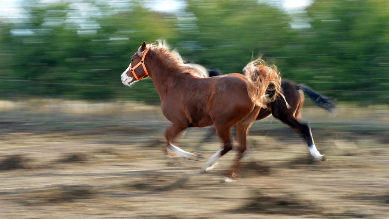 Destek vermeyeceklerini düşünerek eşi ve ailesinden saklı bir yarış atı satın alan Özçaka, çocuğu gibi ilgilenerek yetiştirdiği atının 2007`de İzmir Hipodromu`ndaki yarışlarda birincilik elde etmesiyle büyük sevinç yaşadı.
