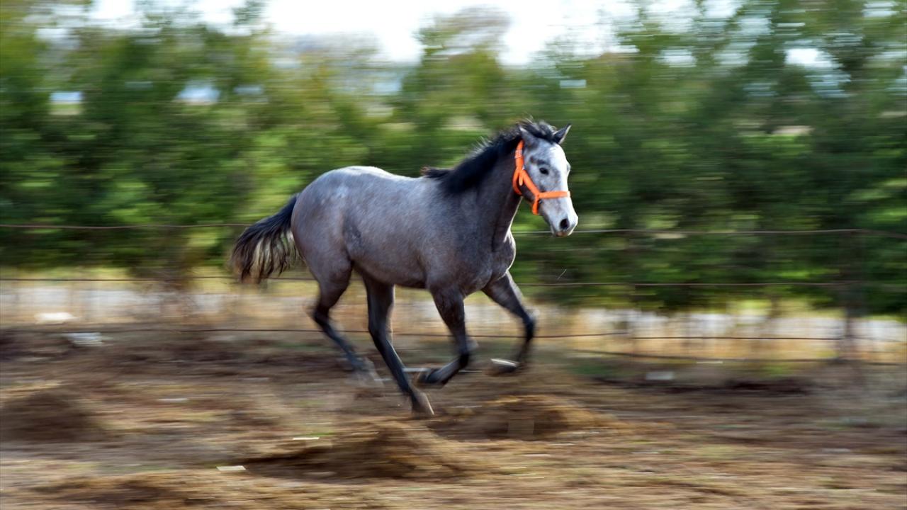 Sivaslı ilçesinde tekstil atölyesi sahibi Ümit Özçaka, çocukluğundan bu yana tutkusu olan atların geçim kaynağı da olabileceğini düşünerek yarış atı yetiştirmeye karar verdi.