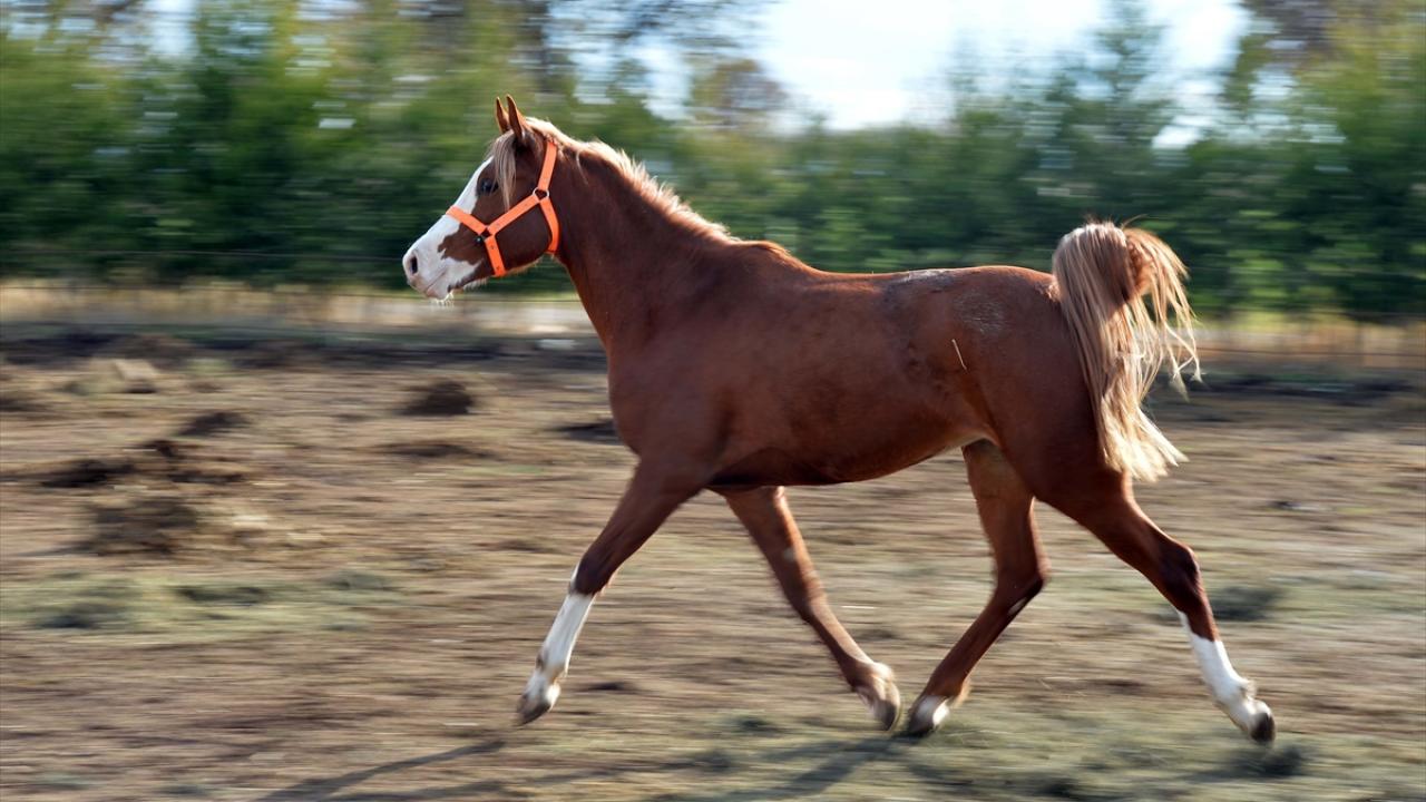 Atıyla diğer koşularda da dereceler elde eden Özçaka, tay alıp yarış atı yetiştirmek üzere tekstil atölyesini kapatarak 2009`da bir at çiftliği kurdu. 