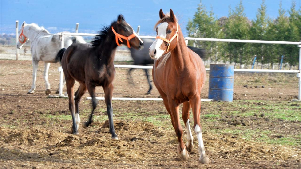 Yetiştirdiği atların iyi dereceler elde etmesi ve yüksek değerlerle satılmasıyla işlerini daha da büyütmeye karar veren Özçaka, 2018 yılında Sivaslı ilçesi Hacım köyünde 56 bin metrekare alana yeni bir çiftlik kurdu. 