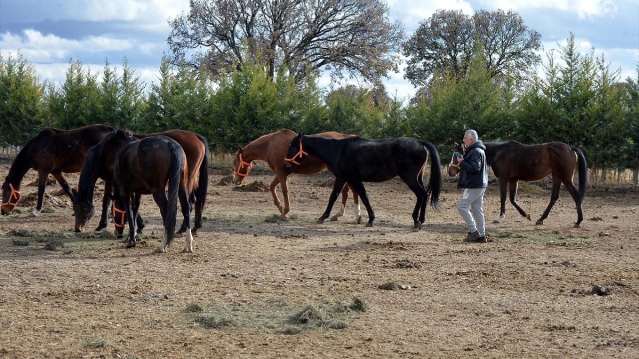 Burada 13 attan doğan tayları yetiştiren Özçaka, yarış atlarını 400 bin liraya ulaşan fiyatlarla satmaya başladı.