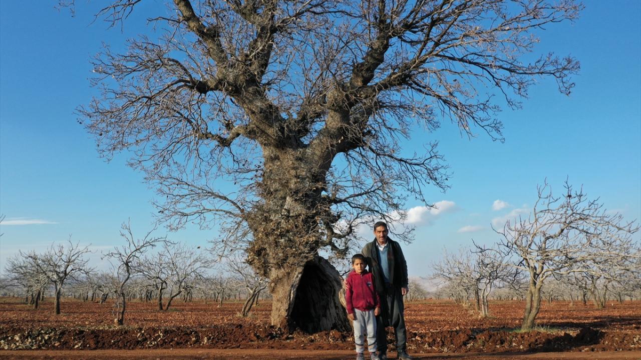 İlçeye bağlı Duraklı Mahallesi`nde bulunan ve fıstık ağaçları arasında tek kalan palamut ağacı içinde oluşan oyukla dikkat çekiyor.