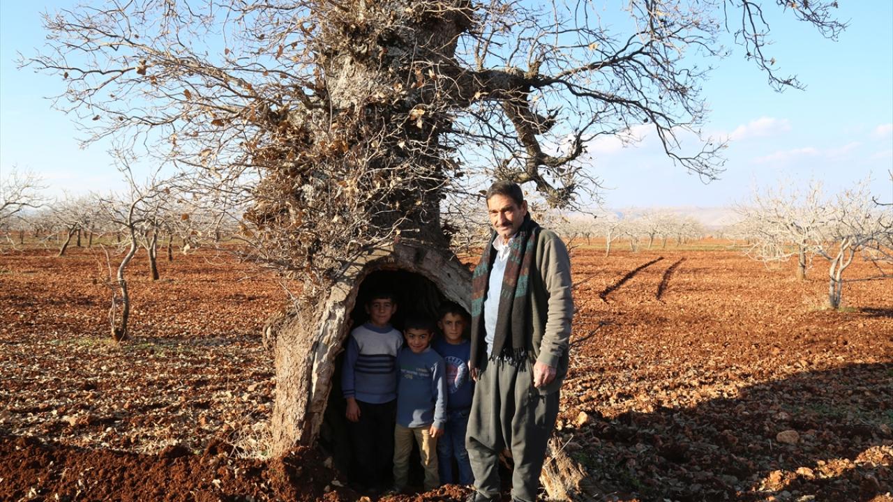 "Bu ağacımız asırlık bir ağaç"