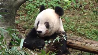 Dünyanın en yaşlı pandası öldü