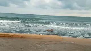 Denize düşen karacayı vatandaşlar kurtardı