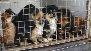 Ankara'da sağlıksız koşullarda beslenen hayvanlara el konuldu