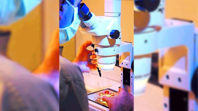Bebek plasentasında ilk kez mikroplastik görüldü