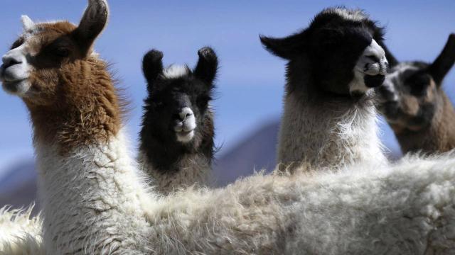 Lama antikorları COVID-19 tedavisinde kullanılacak