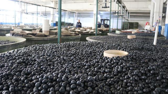 Marmarabirlikten 25 milyon dolarlık ihracat