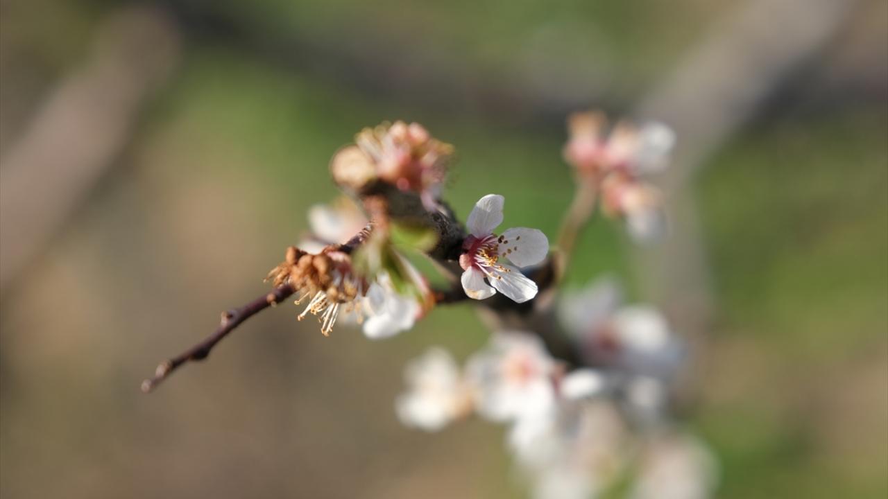 Türkiye`nin önemli yaş sebze ve meyve üretim merkezlerinden Mersin`in Mut ilçesinde, erik ağaçları çiçek açtı. 