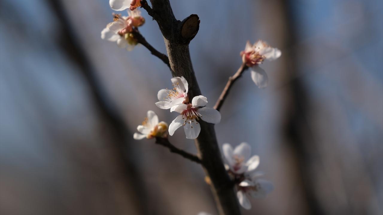 Dönmez, hava sıcaklıklarının mevsim normallerinin üzerinde seyretmesi nedeniyle erik ağaçlarının tomurcuklanmaya başladığını söyledi.