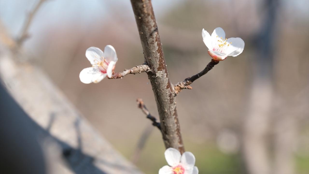 Erik ağaçlarının normalde şubat ayında çiçek açtığını belirten Dönmez, çiçeklenen ağaçların kendilerini şaşırttığını kaydetti.