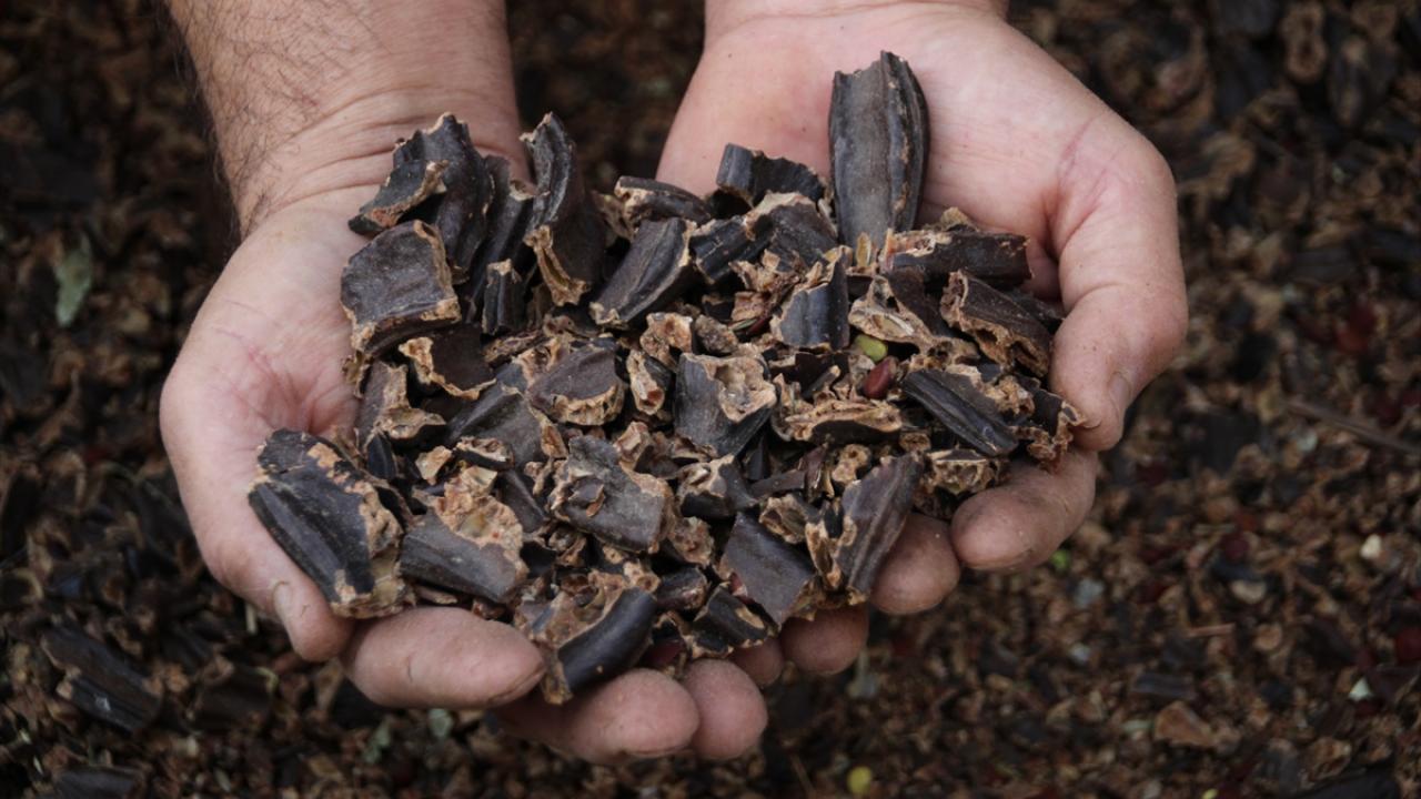 Doğada kendiliğinden yetişebilen, düşük maliyetli keçiboynuzunun, ağustosta hasadının yapılıp aralık sonuna kadar çuvallarda dinlendirildiği süreç tamamlandı. 