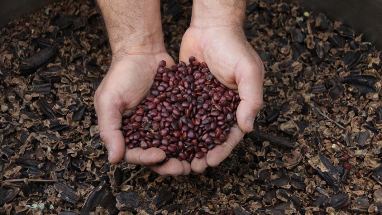 Keçiboynuzu yetiştiricisi Kerim Yılmaz, gazetecilere, pekmezin zahmetli bir sürecin ardından sofralardaki yerini aldığını söyledi.