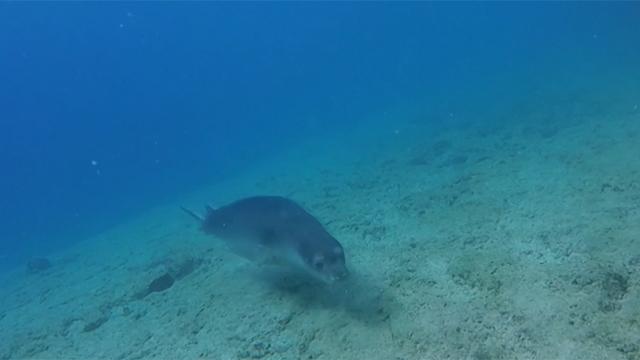 Atlantik Okyanusunda 12 yeni tür keşfedildi