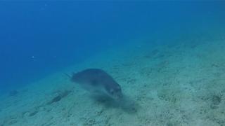 Dünyada bir ilk: Akdeniz foklarına özel üreme platformu