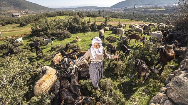 Fatma teyze Amanos Dağları eteklerinde 50 yıldır çobanlık yapıyor