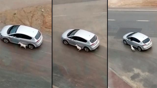 Hayvana eziyete bir yenisi Antalyada eklendi