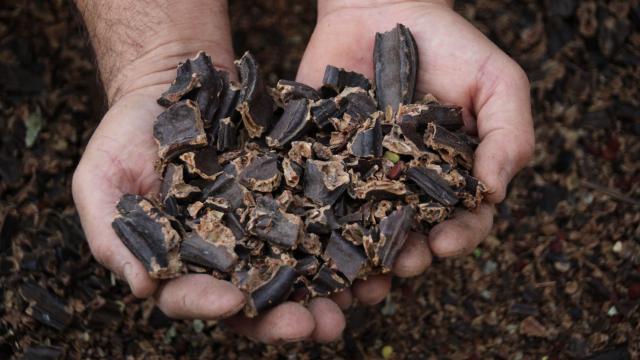 Mersinde keçiboynuzunun pekmeze yolculuğu başladı