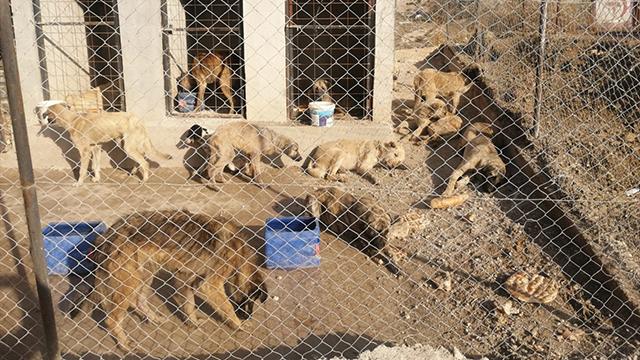 Baygın halde bulunan 29 köpek koruma altına alındı