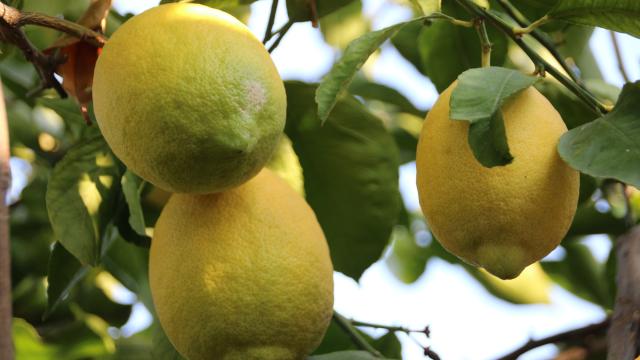 Lamas limonu için Avrupa Birliği coğrafi işaret tescili başvurusu yapılacak