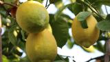 Lamas limonu için Avrupa Birliği coğrafi işaret tescili başvurusu yapılacak