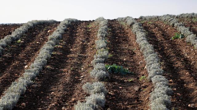 Kuraklık lavanta ekimine talebi artırdı