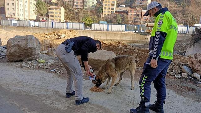 Giresun polisinden sokak hayvanlarına yem ve mama desteği