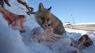 Karda aç kalan tilkileri vatandaşlar besledi