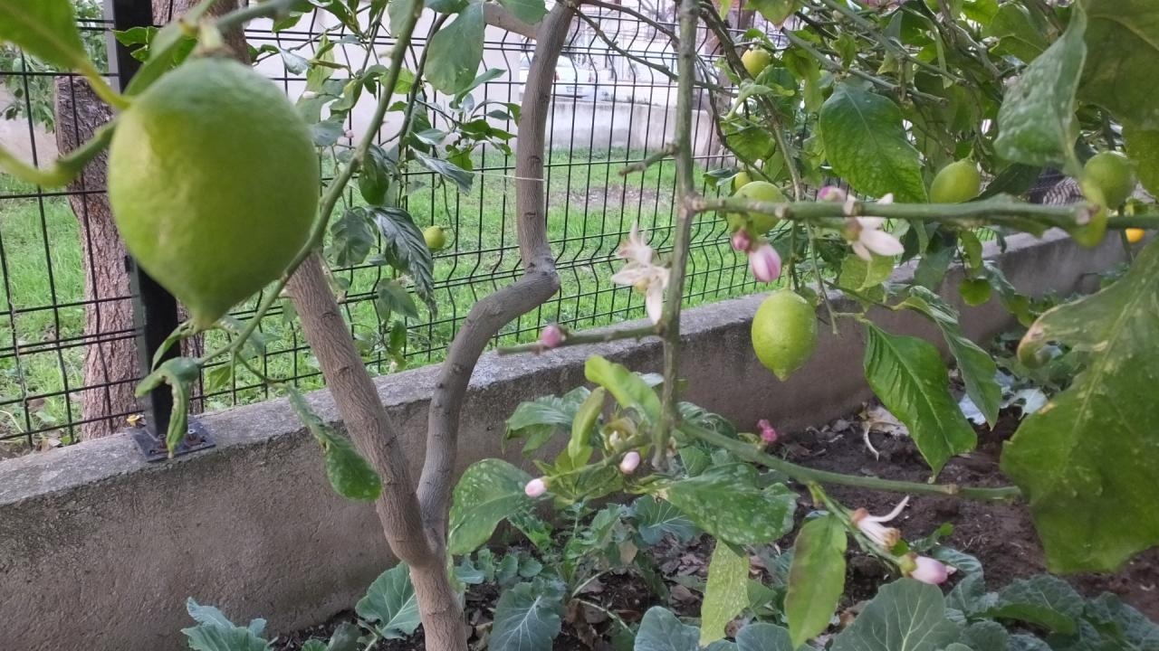 Burhaniye`de, hava sıcaklıklarının mevsim normallerinin üzerinde seyretmesi nedeniyle Ören Mahallesi`nde bulunan portakal ve limon ağaçları çiçeklenmeye başladı. 
